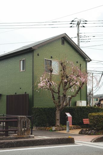 A charming green house with a blooming cherry blossom tree in a suburban Japanese neighborhood.