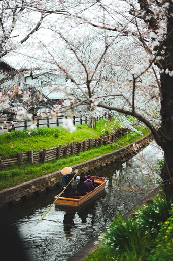 A serene scene of a wooden boat on a canal surrounded by cherry blossoms in Japan, featuring people enjoying a peaceful ride.