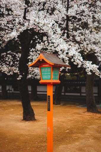 Traditional Japanese lantern in a park with cherry blossoms in full bloom, showcasing vibrant colors and cultural beauty.