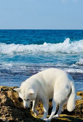 A white dog stands on rocky shore with ocean waves in the background under a clear blue sky.