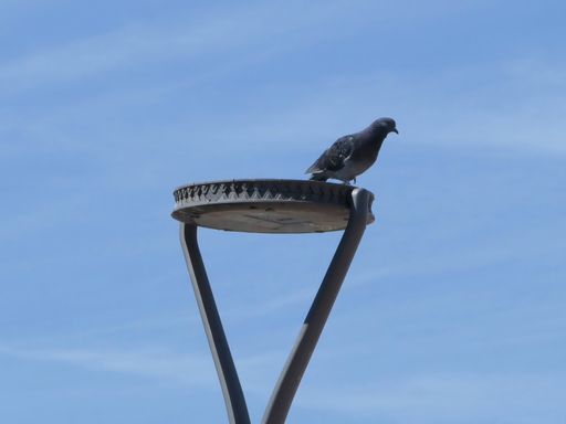 A pigeon perched on the street lamp against blue sky