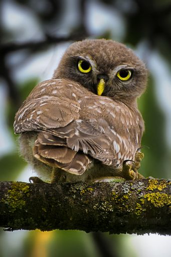 A vertical shot of a rabbit owl perching on a tree branch against a blurred background