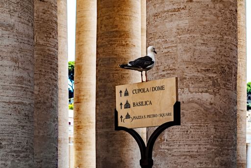 A seagull perched on a sign in front of the columns at St. Peter's Square, Vatican City, with clear skies in the background.