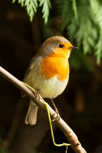 A vertical shot of a European robin bird perched outdoors