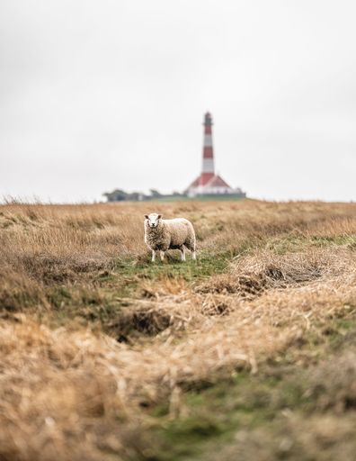 A sheep standing in a grassy field with a red and white lighthouse in the background under a cloudy sky.