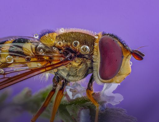 A macro photography of an Eupeodes corollae fly