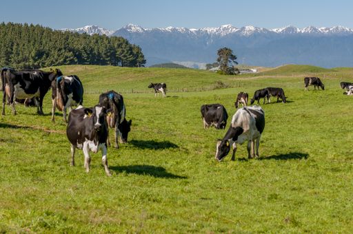 A grassy field with cows walking around in New Zealand with the Tararua ranges in the background