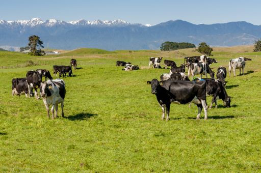 A grassy field with cows walking around with the Tararua ranges in the background