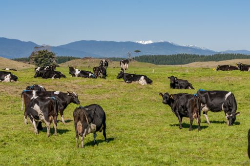 A grassy field with cows walking around with the Tararua ranges in the background