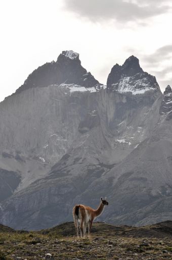 Guanaco (Lama guanicoe) at Torres del Paine national park, Chile