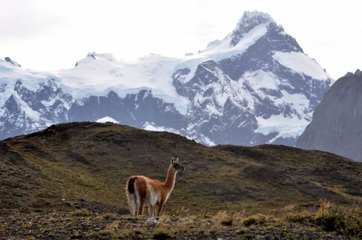 Guanaco (Lama guanicoe) at Torres del Paine national park with Cerro Paine Grande, patagonia, Chile