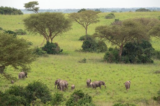 A shot of gray elephants grazing on the grass in a field in Murchison Falls National park in Uganda