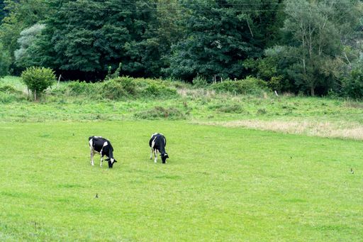 Two lovely cute black and white cows grazing on green pasture at a farm during daytime
