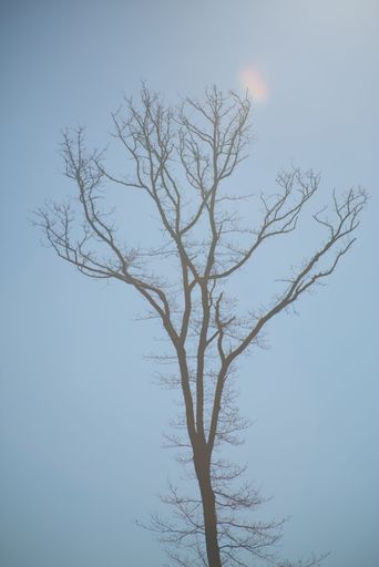 A solitary tree with bare branches under a clear blue sky and a subtle sun halo, capturing the essence of minimalistic nature.