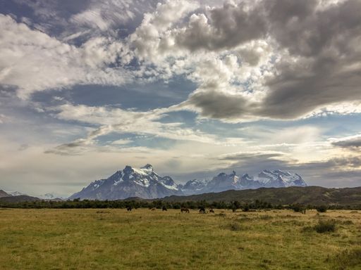 Horses in front of Cerro Paine Grande, Torres del Paine national park, patagonia, Chile