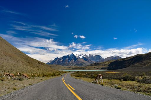 Guanaco (Lama guanicoe) on the road at Torres del Paine national park, at Laguna Amarga, Chile