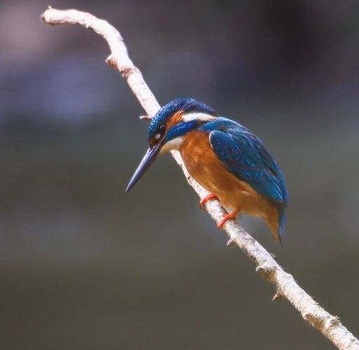 A vibrant kingfisher perched on a branch against a soft blurred background.