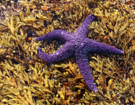 Mauve star fish in seaweed in the pacific ocean in Nanoose on Vancouver Island
