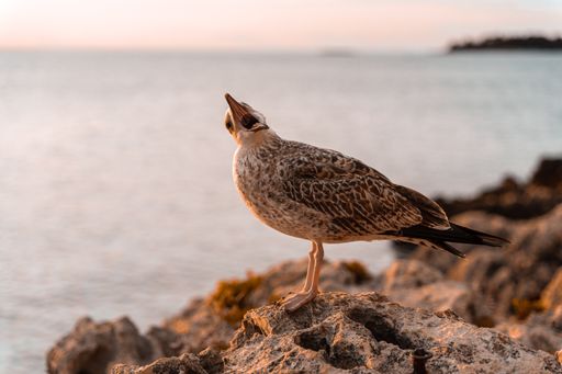 A selective focus shot of a gull with an open mouth perched on a coastal rock in Rovinj, Croatia