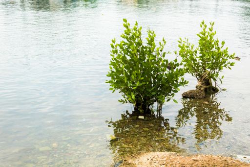 A closeup shot of two green bushes in the lake on a sunny da