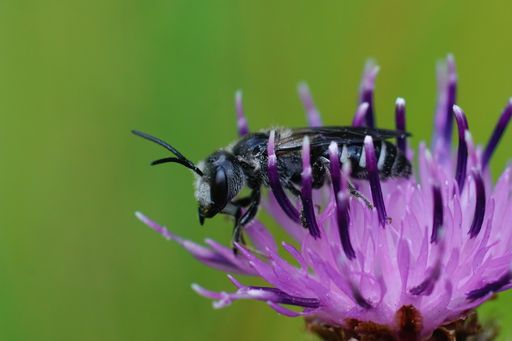 Closeup on a male giant furrow bee,  Lasioglossum majus on knapwood , Centaurea jacea