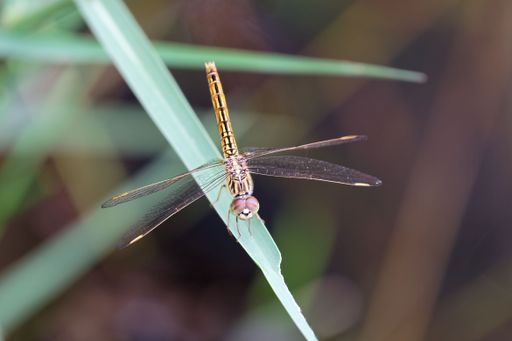 Close-up of a dragonfly perched on a green leaf with blurred background, showcasing its delicate wings and intricate patterns.
