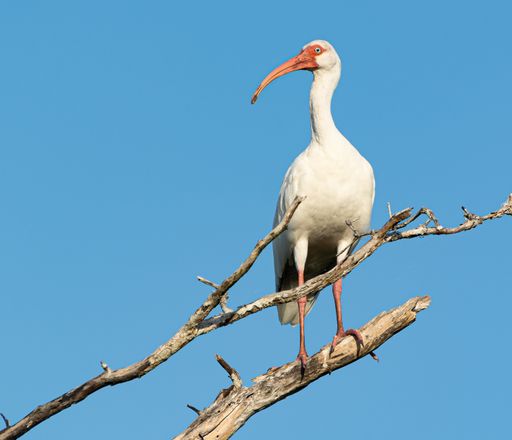 A closeup shot of an ibis standing on a wooden stick with the sky background