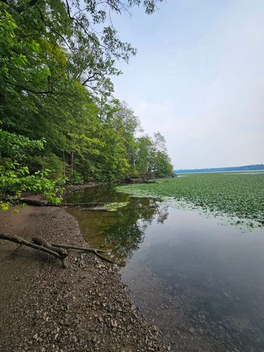 A tranquil lakeside scene with lush green trees and clear reflections in calm water, under a soft blue sky.