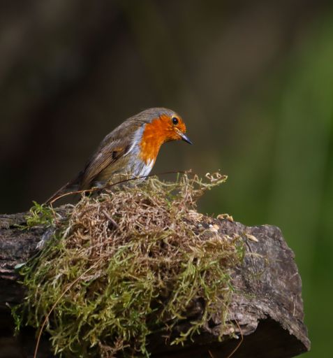 A European robin perched on a mossy log in a natural setting, showcasing its vibrant red breast and delicate features.