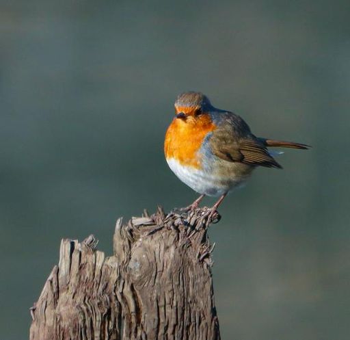 A vibrant robin perched on a weathered tree stump against a blurred green background, showcasing its bright orange chest.