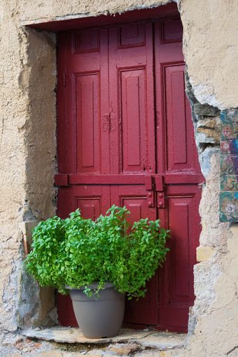 A vertical shot of a plant in front of an aged building entrance door in Athens, Greece