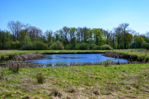 A scenic view of a lush green landscape with a pond and forest under a blue sky in Lille, Belgium