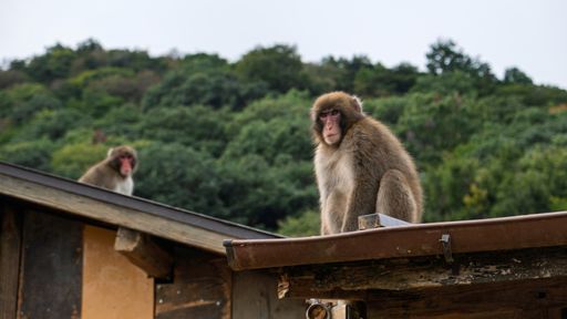 Japanese macaques perched on a rooftop with lush greenery in the background, showcasing wildlife in a natural setting.