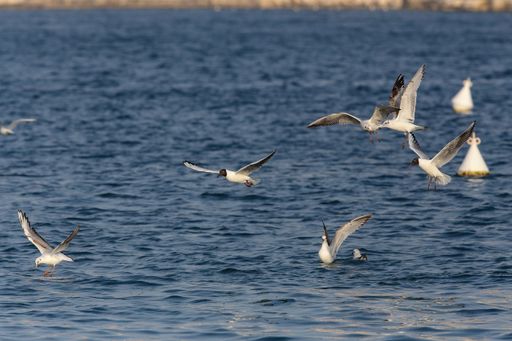Mediterranean gulls Ichthyaetus melanocephalus. Juvenile and adults some in breeding plumage, some still in winter plumage, Marsamxett Harbour, Malta