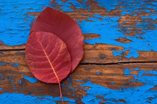 A closeup shot of autumnal leaves on an old cracked paint wooden surface