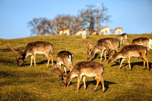 A herd of fallow deer grazing on a sunny hillside in a natural landscape with clear blue sky.