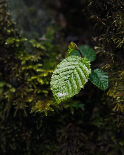 Close-up of a single green leaf with water droplets against a lush, mossy background, showcasing nature's delicate beauty.