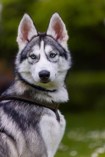 A close-up of a Siberian Husky with striking blue eyes, sitting outdoors against a blurred green background.