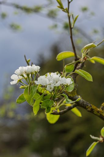 Close-up of white blossoms on a tree branch against a blurred background, capturing the essence of spring.