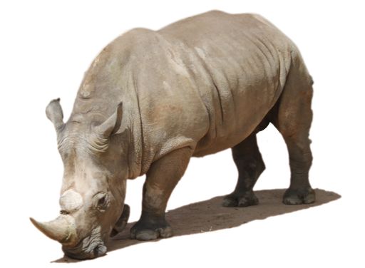 An African rhino isolated on a white background