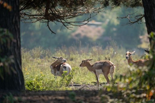 A group of deer in a sunlit forest clearing surrounded by lush greenery, captured under a canopy of trees.