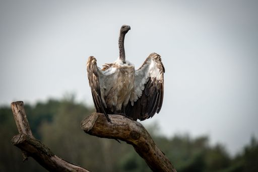 A majestic vulture perches on a tree branch with wings spread against a blurred forest background.