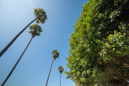 A low angle shot of a group of tall palm trees against a clear blue sky