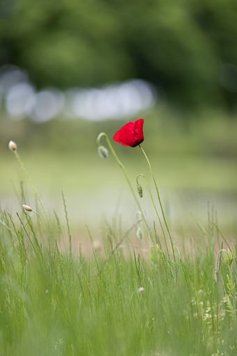 A vertical closeup shot of a red poppy flower growing in the garden