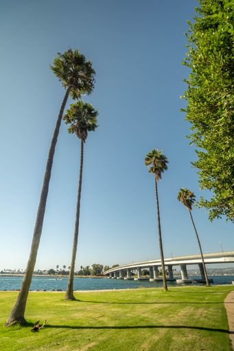 A low angle shot of a group of tall palm trees beside a river against a clear blue sky