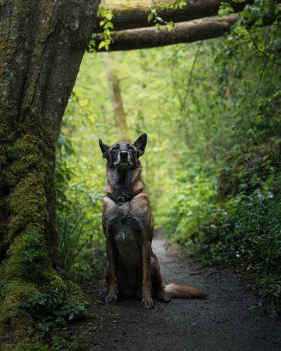 A Belgian Malinois dog sits on a forest path surrounded by lush greenery and moss-covered trees, creating a serene natural setting.