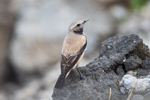 A small bird perched on a rock with a blurred natural background, showcasing its detailed plumage.
