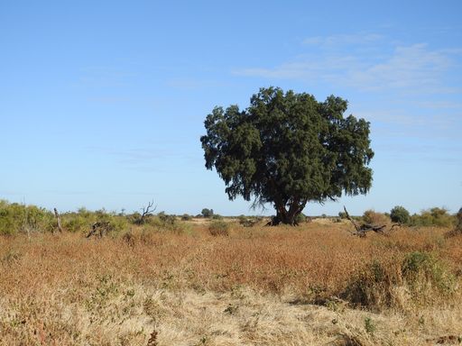 A beautiful shot of a baobab tree in the savanna