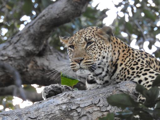 A shallow focus of a leopard on a tree