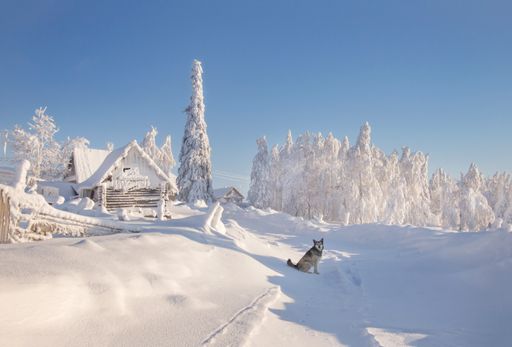 A dog sitting on the snow with an old wooden barn under the sunlight in the background